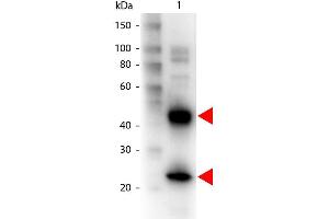 Western Blot of Biotin conjugated Goat anti-Armenian Hamster IgG antibody. (Goat anti-Armenian Hamster IgG (Heavy & Light Chain) Antibody (Biotin))