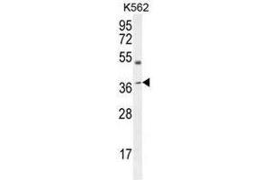 APOL6 antibody  (Middle Region)