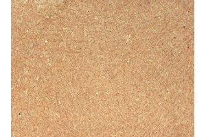 CASPR Immunohistochemistry. (CNTNAP1 antibody)