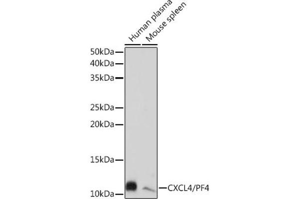 PF4 antibody