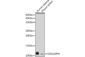Western blot analysis of extracts of various cell lines, using CXCL4/CXCL4/PF4 Rabbit mAb (ABIN1683188, ABIN3017983, ABIN3017984 and ABIN7101555) at 1:1000 dilution. (PF4 antibody)