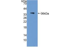 Western blot analysis of recombinant Rat PCX. (PODXL antibody  (AA 153-386))