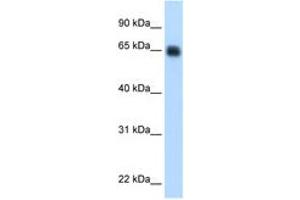 Image no. 1 for anti-Kininogen 1 (KNG1) (AA 251-300) antibody (ABIN6749733) (KNG1 antibody  (AA 251-300))