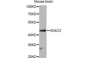 Western blot analysis of extracts of mouse brain, using HDAC3 antibody (ABIN6290462) at 1:1000 dilution.
