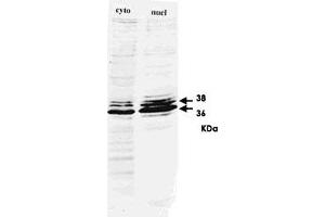 Western blot for HNRNPA2B1 monoclonal antibody, clone DP3B3  on HeLa cell extract. (HNRNPA2B1 antibody)