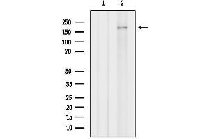 anti-Non-SMC Condensin II Complex, Subunit D3 (NCAPD3) (C-Term) antibody