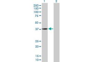 Western Blot analysis of CTSL1 expression in transfected 293T cell line by CTSL1 MaxPab polyclonal antibody.