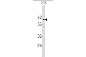 CCD Antibody (N-term) (ABIN1539118 and ABIN2849833) western blot analysis in 293 cell line lysates (35 μg/lane). (CCDC151 antibody  (N-Term))