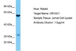 Host: Rabbit Target Name: OR10C1 Sample Type: Jurkat Whole Cell lysates Antibody Dilution: 1. (OR10C1 antibody  (C-Term))