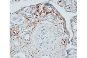 Immunohistochemistry of paraffin-embedded Human placenta using SLAMF7 Polyclonal Antibody at dilution of 1:100 (40x lens). (SLAMF7 antibody)