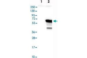 Western blot analysis of Lane 1: Negative control (vector only transfected HEK293T lysate), Lane 2: Over-expression Lysate (Co-expressed with a C-terminal myc-DDK tag (~3. (IRF4 antibody)