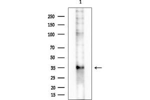 Western blot analysis of lysates from COLO205 cells, using OR10G4 Antibody at 1/1000 dilution.