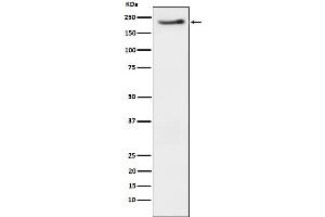 Western blot analysis of Phospho-ErbB3  expression in SKBR3 cell treated with neuregulin.