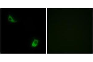 Immunofluorescence analysis of LOVO cells, using FPRL2 Antibody. (FPR3 antibody  (AA 304-353))