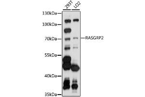 Western blot analysis of extracts of various cell lines, using RASGRP2 antibody (ABIN6293518) at 1:1000 dilution. (RASGRP2 antibody)