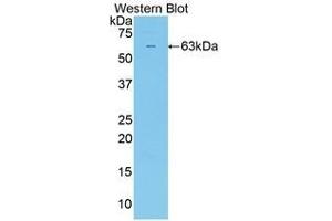 Western Blotting (WB) image for anti-Sulfatase 2 (SULF2) (AA 337-649) antibody (ABIN1860662)