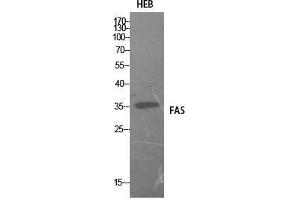 Western Blot (WB) analysis of HEB cells using FAS Polyclonal Antibody. (FAS antibody  (Internal Region))