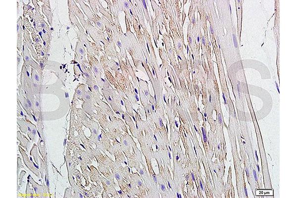 GJA4 antibody  (AA 151-250)