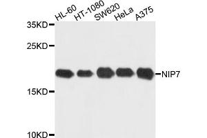 Western blot analysis of extracts of various cell lines, using NIP7 antibody (ABIN5972719) at 1/1000 dilution. (NIP7 antibody)