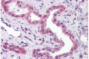 Human Liver, bile ducts: Formalin-Fixed, Paraffin-Embedded (FFPE) (ATP5E antibody  (AA 1-52))