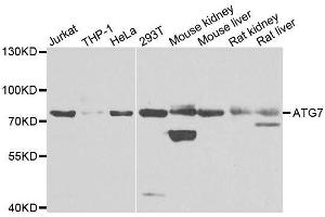 Western blot analysis of extracts of various cell lines, using ATG7 antibody. (ATG7 antibody  (AA 500-676))