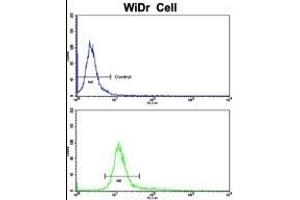 Flow cytometric analysis of WiDr cells using CTDP1 Antibody (N-term)(bottom histogram) compared to a negative control cell (top histogram). (CTDP1 antibody  (N-Term))