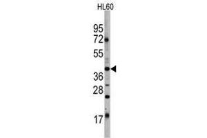 Image no. 1 for anti-POU Class 5 Homeobox 1 (POU5F1) antibody (ABIN357429)