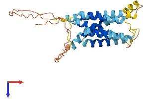 Insulin Induced Gene 1 (INSIG1) (AA 1-259) protein (His tag)