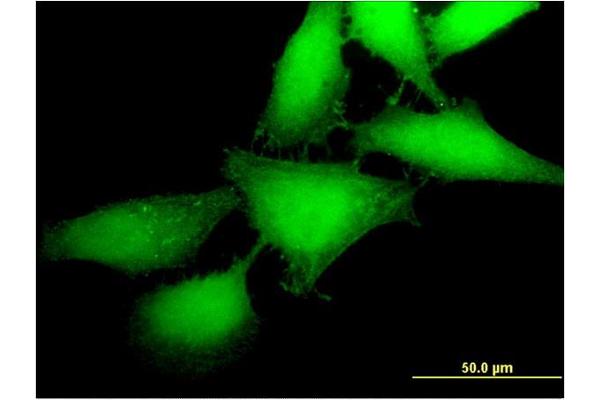 MBIP antibody  (AA 1-344)