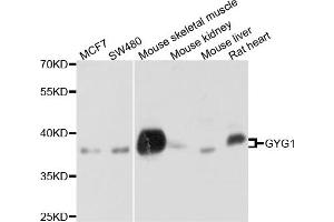 Western blot analysis of extracts of various cell lines, using GYG1 antibody (ABIN4903856) at 1:1000 dilution.