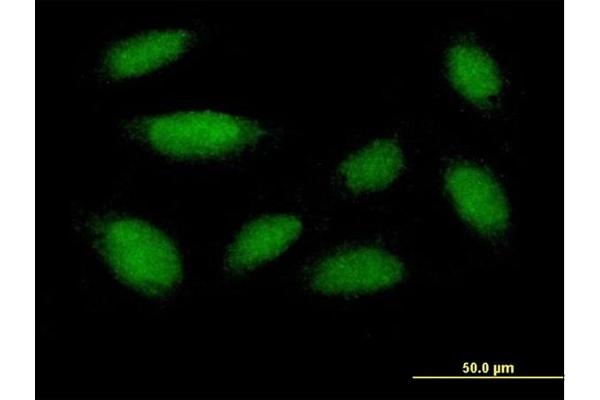 DUSP18 antibody  (AA 1-188)
