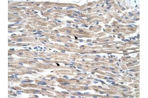 BMP2K antibody was used for immunohistochemistry at a concentration of 4-8 ug/ml to stain Skeletal muscle cells (arrows) in Human Muscle. (BMP2K antibody  (C-Term))