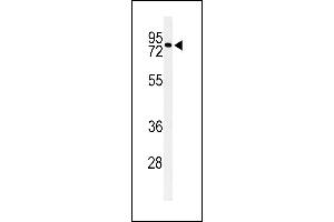 Western blot analysis of CIRH1A Antibody (N-term) (ABIN653909 and ABIN2843146) in Neuro-2a cell line lysates (35 μg/lane). (CIRH1A antibody  (N-Term))