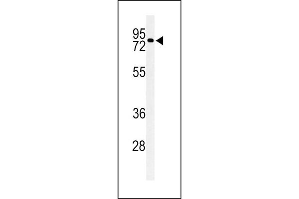 CIRH1A antibody  (N-Term)
