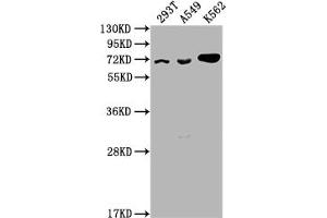 Western Blot Positive WB detected in: 293T whole cell lysate, A549 whole cell lysate, K562 whole cell lysate All lanes: ATAD3A antibody at 1:2000 Secondary Goat polyclonal to rabbit IgG at 1/50000 dilution Predicted band size: 72, 67, 58 kDa Observed band size: 72 kDa (ATAD3A antibody  (AA 2-240))