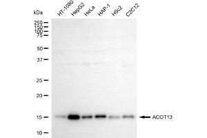 anti-Acyl-CoA Thioesterase 13 (ACOT13) antibody