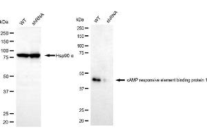 Western blotting analysis using cAMP responsive element binding protein 1 responsive element binding protein 1 antibody (ABIN7797856). (CREB1 antibody)