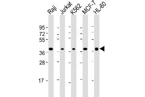All lanes : Anti-SELL Antibody (C-term) at 1:2000 dilution Lane 1: Raji whole cell lysate Lane 2: Jurkat whole cell lysate Lane 3: K562 whole cell lysate Lane 4: MCF-7 whole cell lysate Lane 5: HL-60 whole cell lysate Lysates/proteins at 20 μg per lane. (L-Selectin antibody  (C-Term))