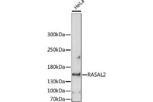 Western blot analysis of extracts of HeLa cells, using R antibody (ABIN7269874) at 1:1000 dilution. (RASAL2 antibody  (AA 750-1040))