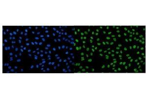 IF analysis of IGF2-AS using anti-IGF2-AS antibody (ABIN7599024). (IGF2AS antibody  (AA 1-168))