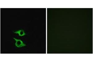 Immunofluorescence (IF) image for anti-Olfactory Receptor, Family 5, Subfamily AP, Member 2 (OR5AP2) (AA 267-316) antibody (ABIN2890945)