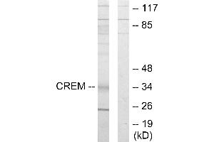 Western blot analysis of extracts from K562 cells, using CREM antibody. (CREM antibody)