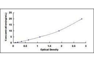 Dopamine Receptor D2 (DRD2) ELISA Kit