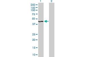 Western Blot analysis of INPP1 expression in transfected 293T cell line by INPP1 MaxPab polyclonal antibody. (INPP1 antibody  (AA 1-399))
