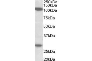 ABIN5539532 (1µg/ml) staining of MOLT4 lysate (35µg protein in RIPA buffer).