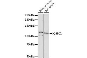 Western blot analysis of extracts of various cell lines, using IQSEC1 antibody (ABIN7268018) at 1:1000 dilution. (IQSEC1 antibody  (AA 180-380))