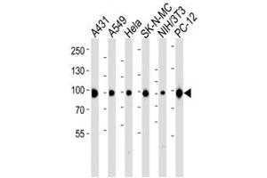 Western blot analysis of lysate from A431, A549, HeLa, SK-N-MC, mouse NIH3T3, rat PC-12 cell line using HSP-90 antibody diluted at 1:1000 for each lane. (HSP90 antibody  (C-Term))