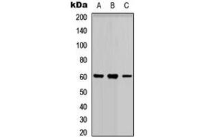 Western blot analysis of PARP3 expression in HEK293T (A), Raw264. (PARP3 antibody  (N-Term))