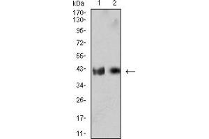 Western blot analysis using CD132 mouse mAb against MOLT4 (1) and U937 (2) cell lysate. (IL2RG antibody  (AA 23-262))