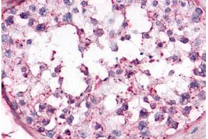 OR10R2 antibody  (Extracellular Domain)